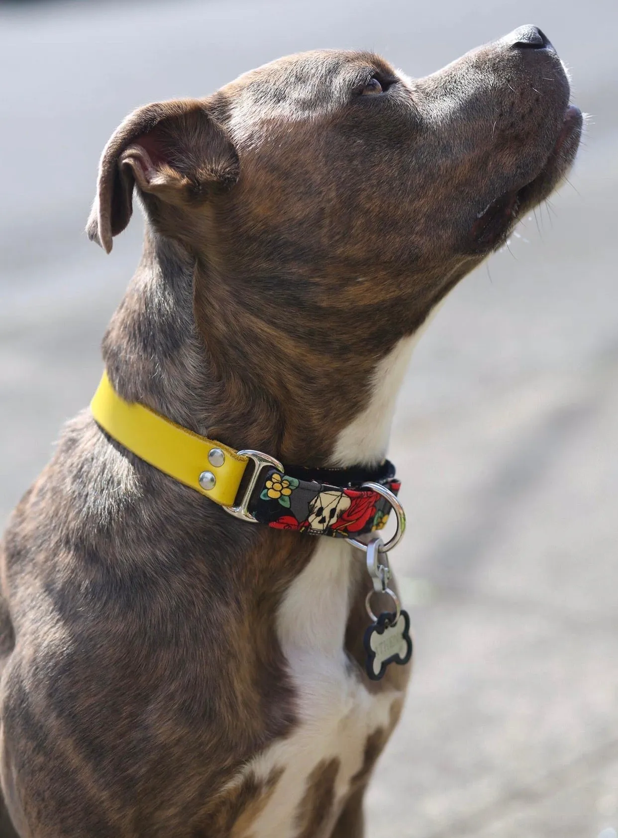 PRISMArtingale Collars